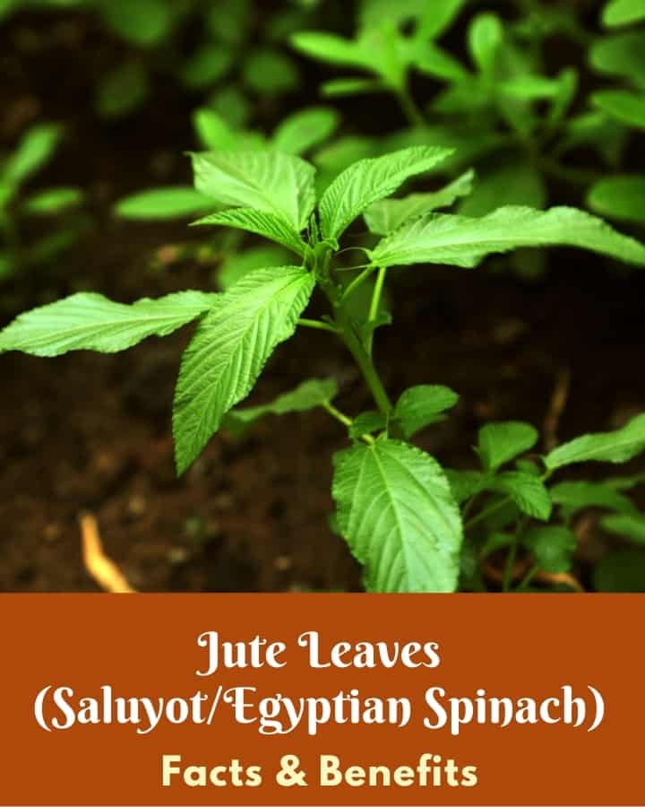 Benefits of Jute leaves, saluyot, egyptian spinach