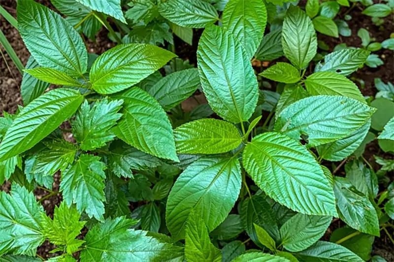 ewedu leaves,jute leaves