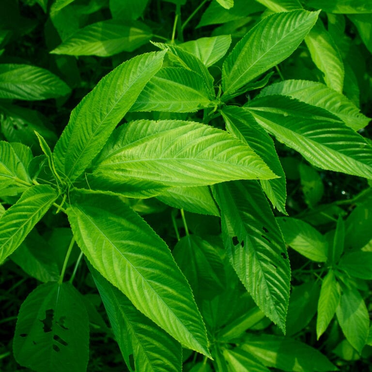 jute leaves benefits