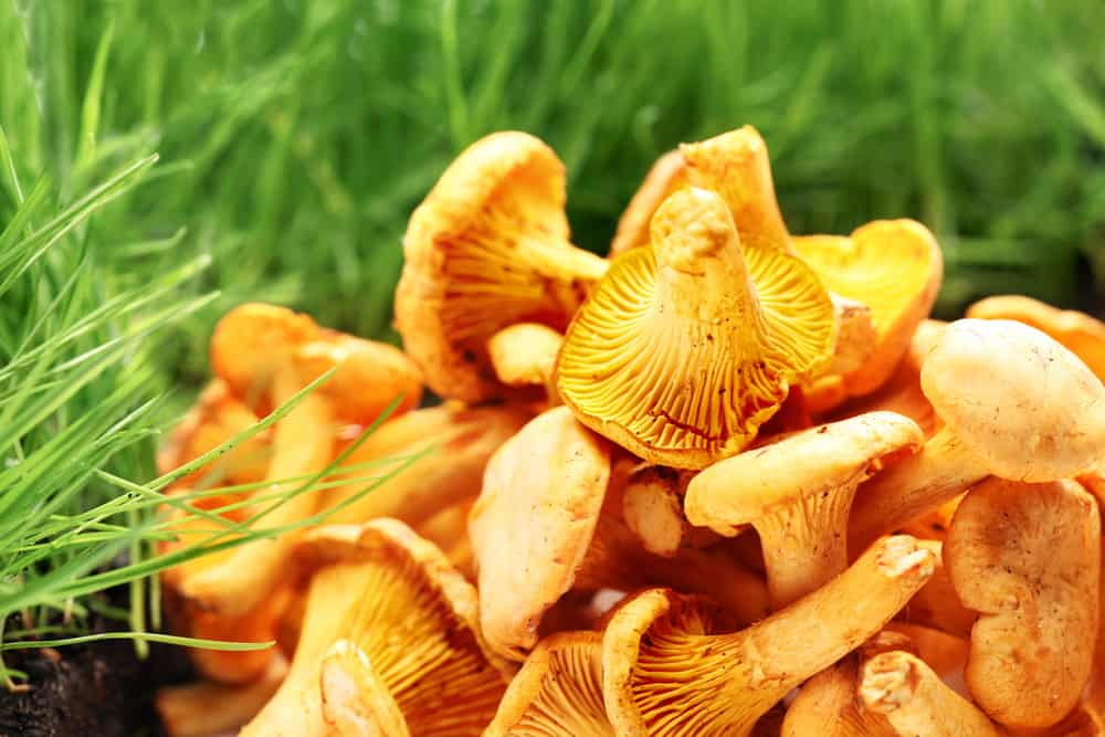 Chanterelles mushrooms on a grass background.