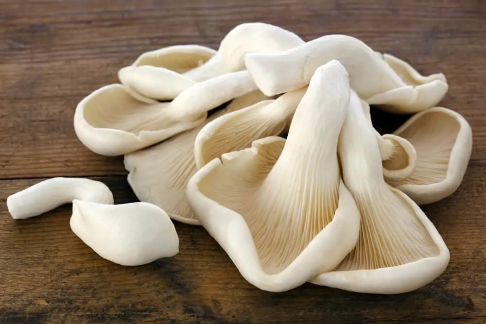 Oyster Mushrooms on Old Timber