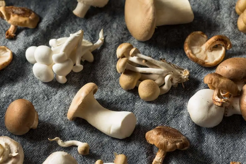 Raw Organic Gourmet Mushroom Assortment in a Pile