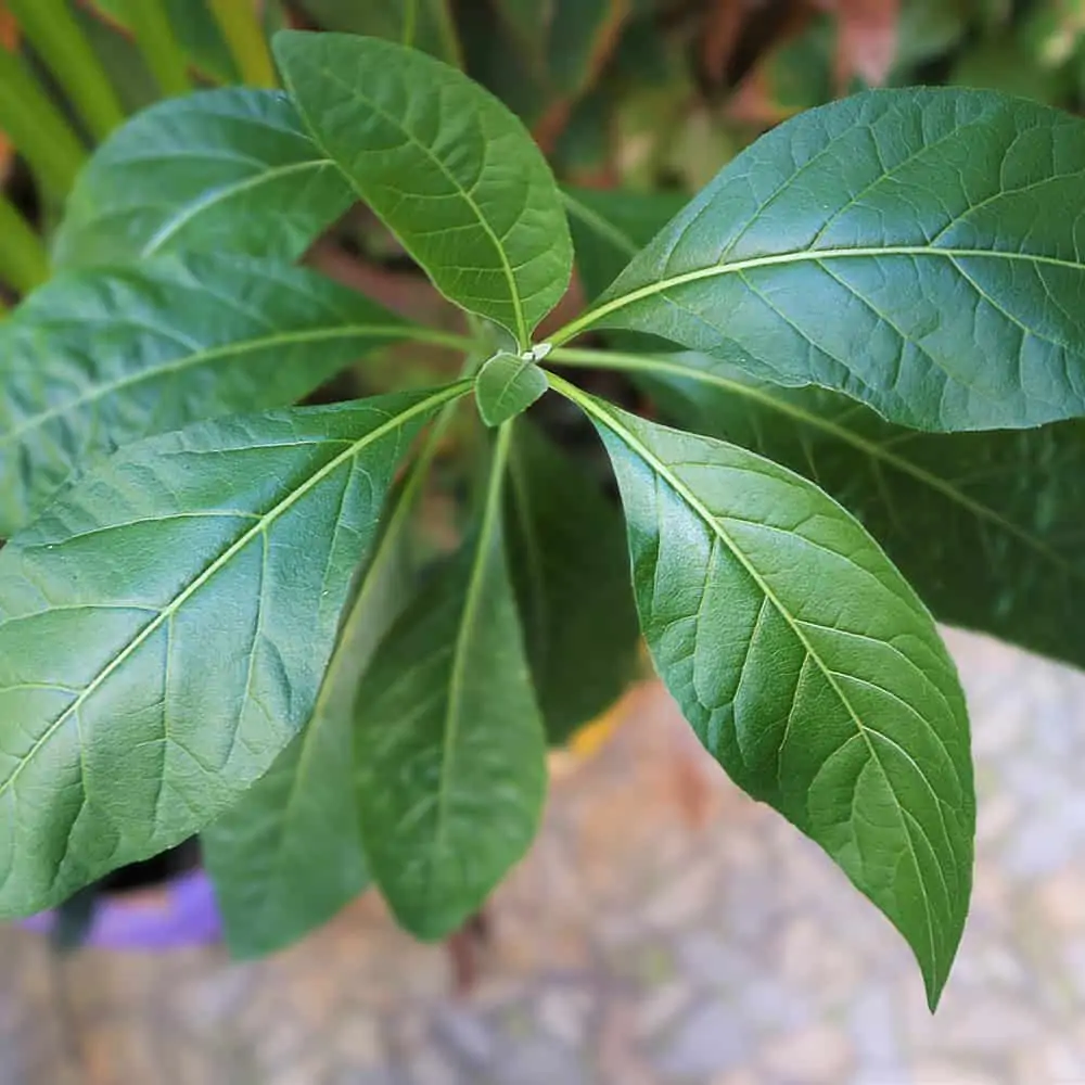 bitter leaf