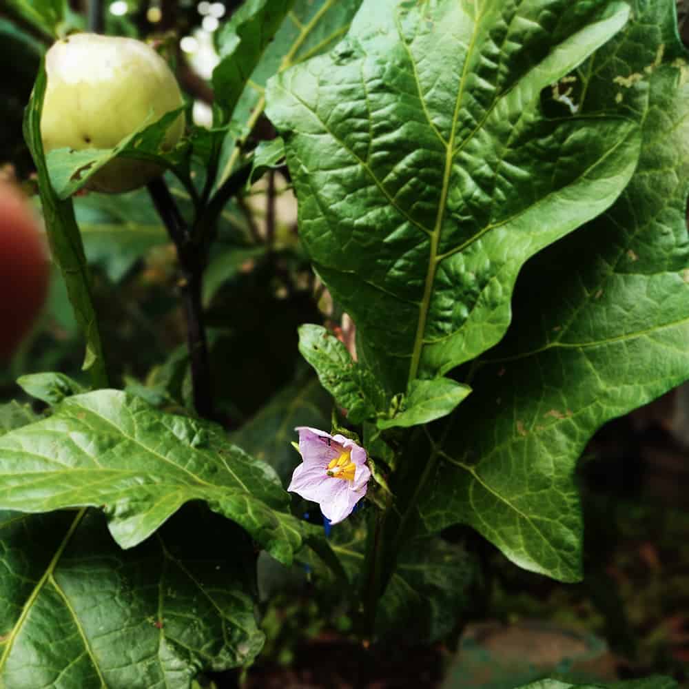 eggplant leaf