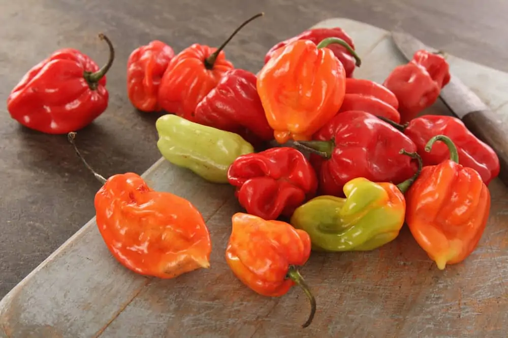 scotch bonnet chillies