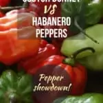 Scotch Bonnet Peppers vs Habanero Peppers image of scotch bonnet and habanero peppers