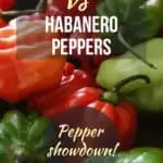 scotch bonnet peppers vs habanero peppers