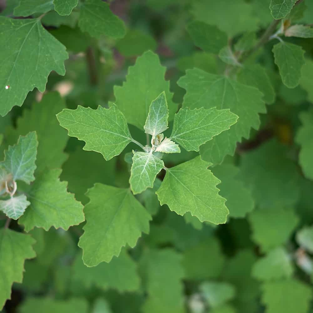 wild spinach leaves